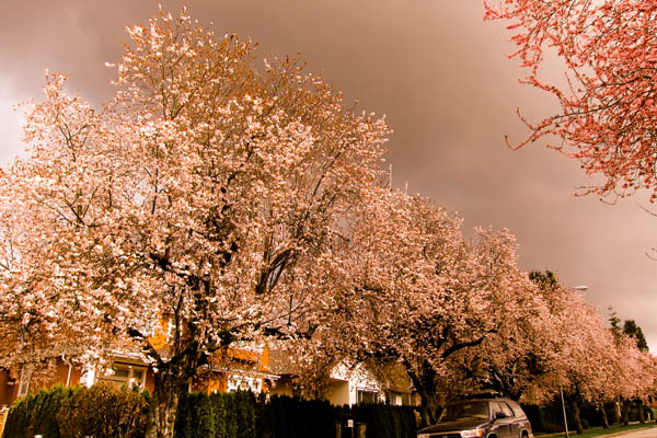 Cherry blossoms under storm clouds on 22nd Avenue
